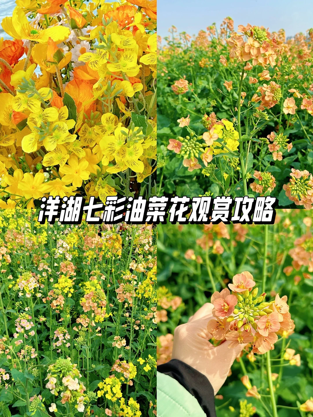 洋湖七彩油菜花观赏攻略（少走路）
