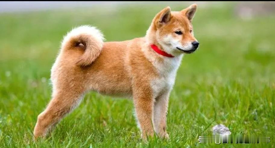 只有傻子才用狗带娃，狗就是牲口，牲口就是牲口，怎么能同人相提并论呢？爱狗爱到如此