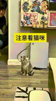 家人们你看这猫多机灵，主人搁后边偷偷准备给它剃毛呢，谁知道刚把剃毛刀、刮胡刀那玩