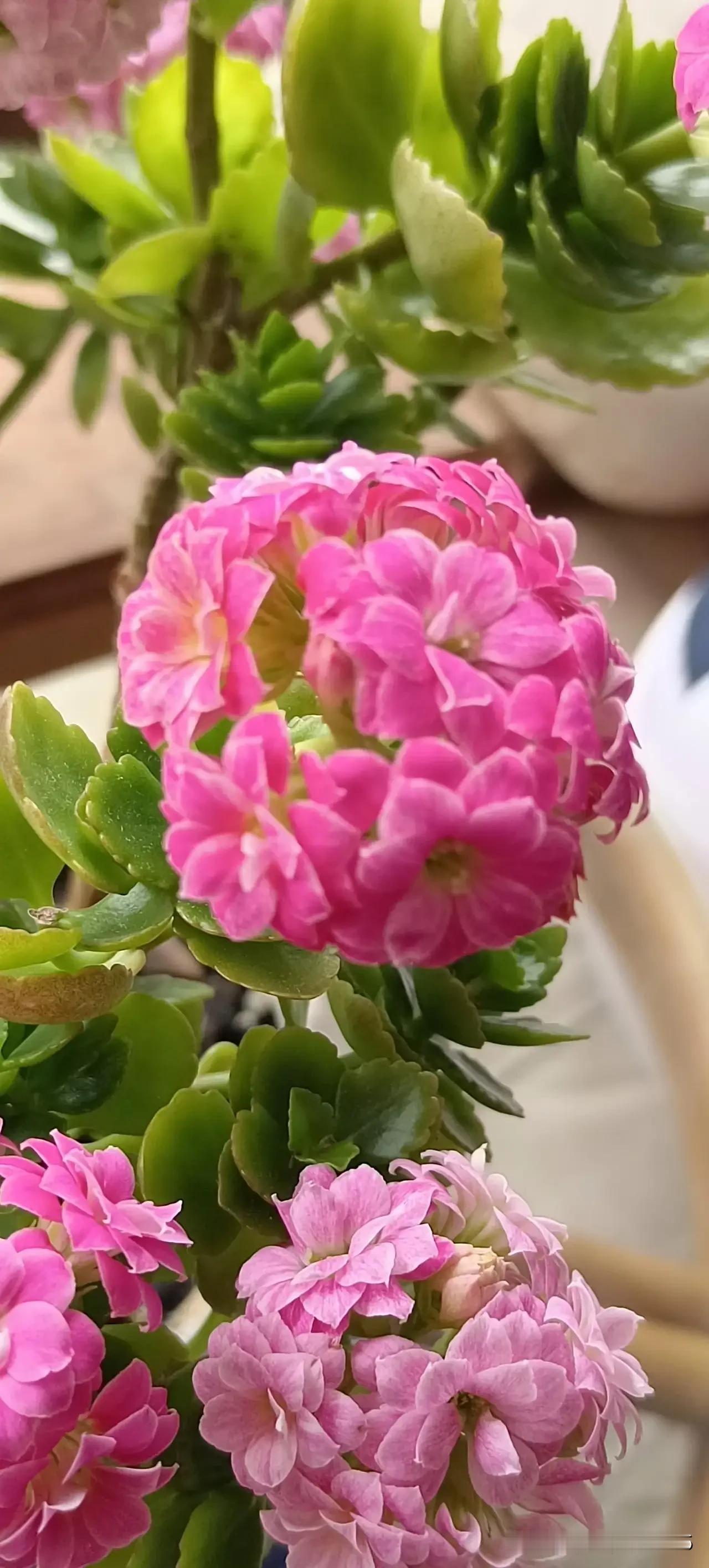 我真的感觉有平行时空，因为我的一盆花无缘无故的找不着了。我有两盆长寿花，一盆是