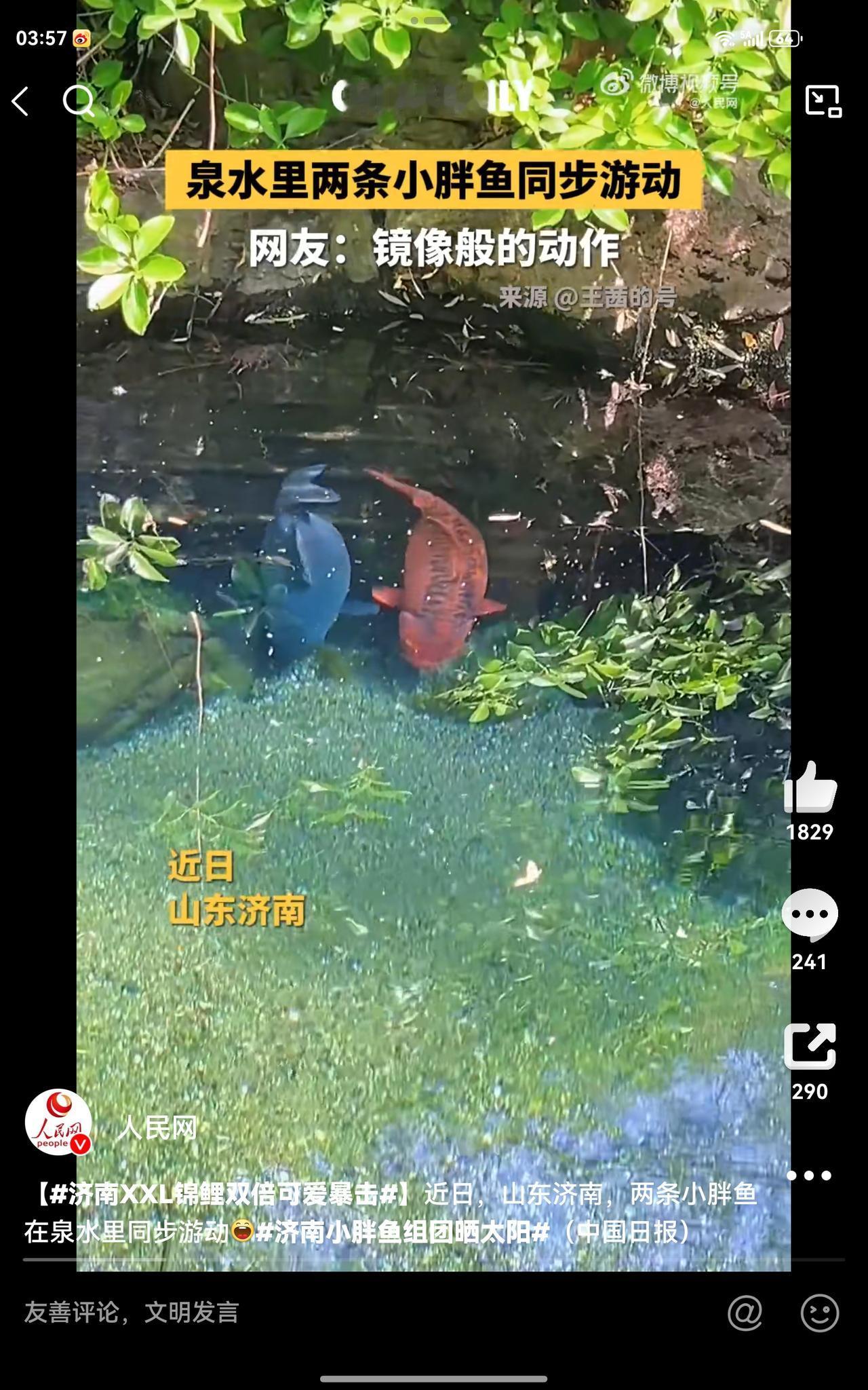 近日，山东济南，泉水里两条小胖鱼同步游动，煞是可爱。看看济南的锦鲤有多胖，就知