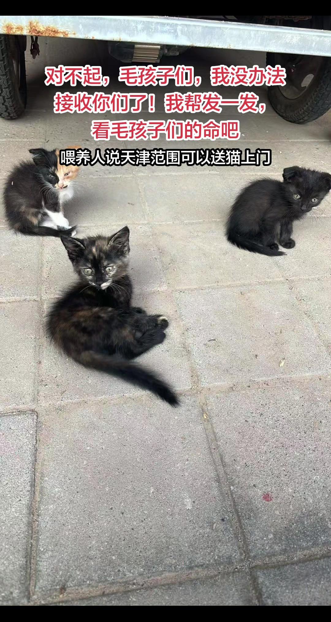💔蓝猫妈被小猫啃食，瘦得只剩骨头，看着让人心疼。基地猫太多，实在无法再接收，希