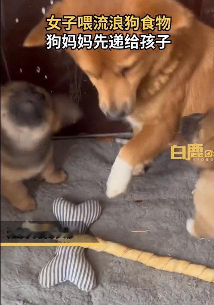 【女子喂流浪狗食物狗妈先递给4狗崽】近日，湖南长沙。女子喂流浪狗食物，狗妈妈默默