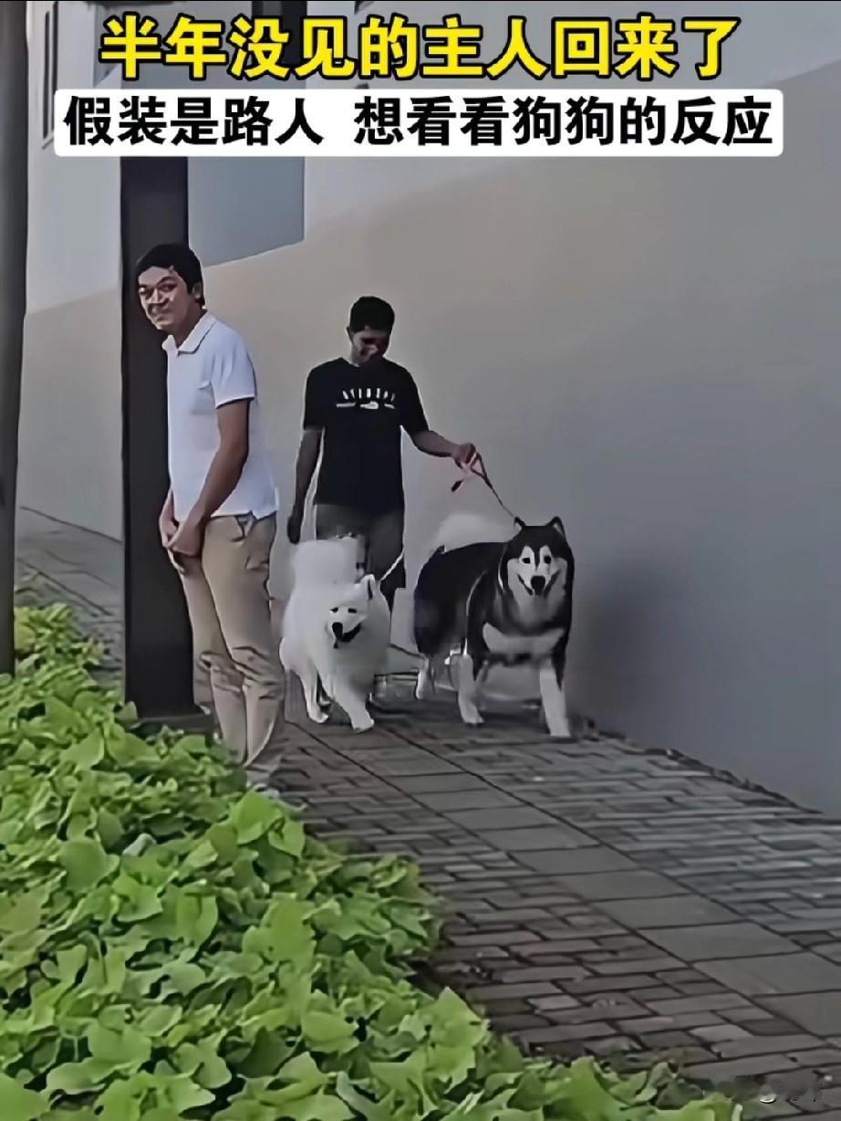 一位小哥哥养了两只狗狗，平时对它们可谓是照顾有加，可他突然要出差，于是便把狗狗托