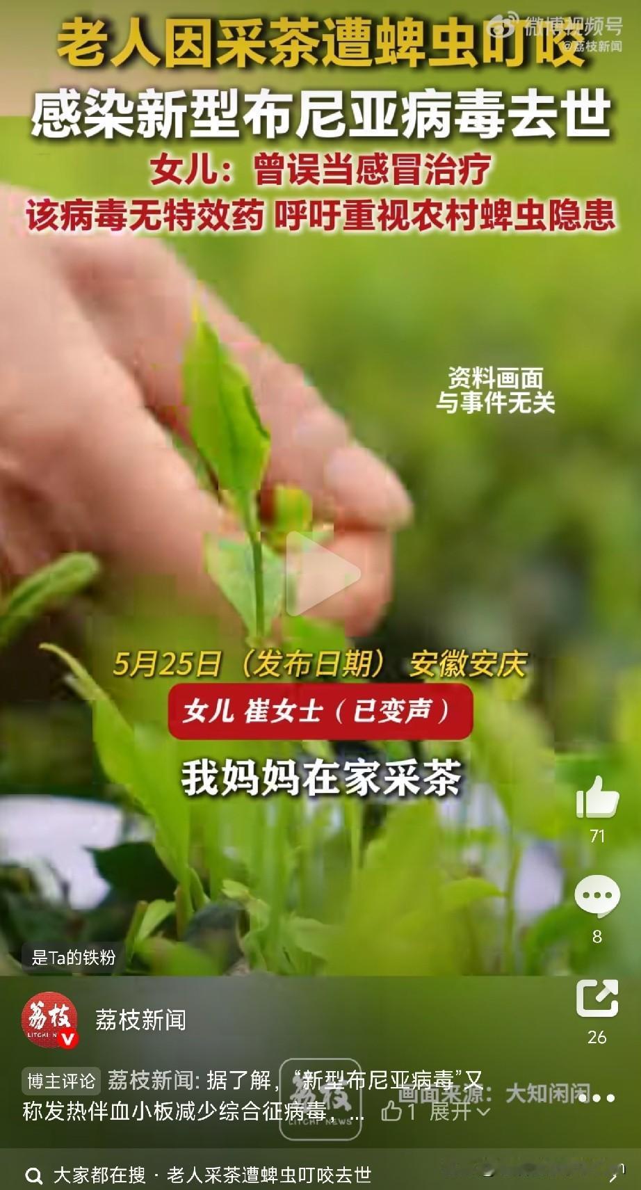 一定要注意蜱虫安徽安庆，一位老人，干着再平常不过的农活——采茶。结果，被一只