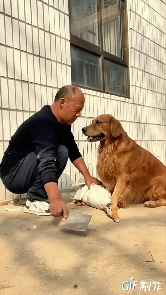 “万物皆有灵！”河南，男子把大鹅拎到院子里，准备杀了改善一下伙食，没想到家里的狗