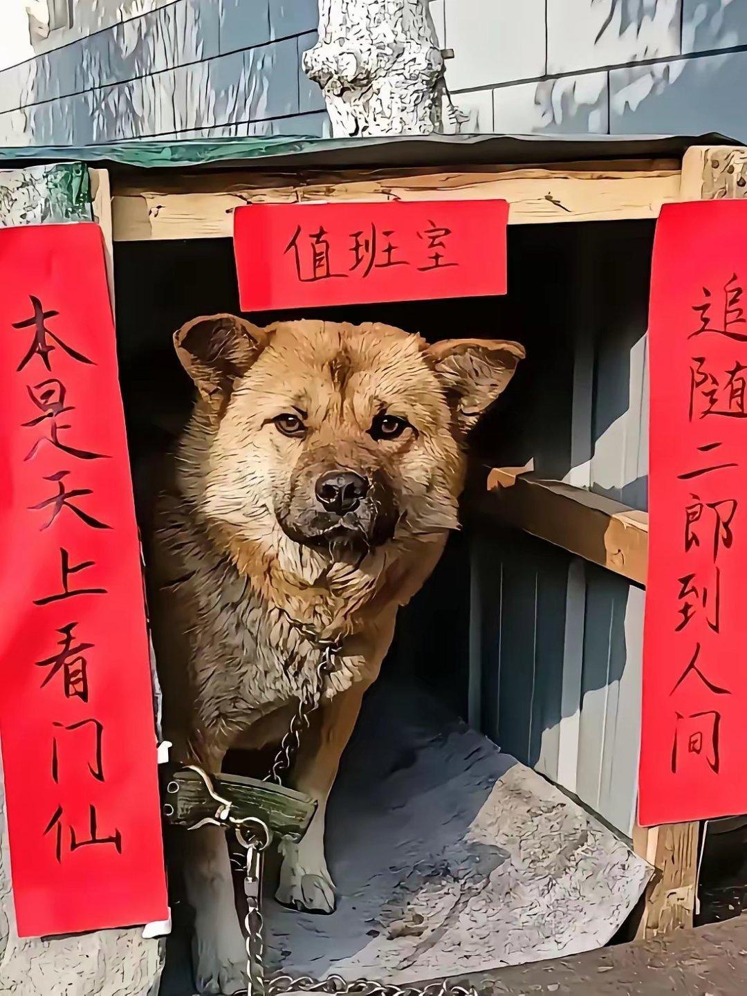 笑死人了，回村里过年，看见一家的狗窝贴着一副对联，这狗看见有人走过来，就叫了几声