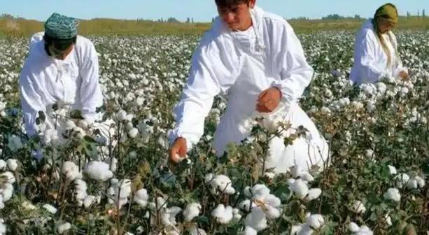 印度对中国玩鬼把戏？将棉花低价卖给中国，再高价买回去。印度的这一操作简直太神奇。