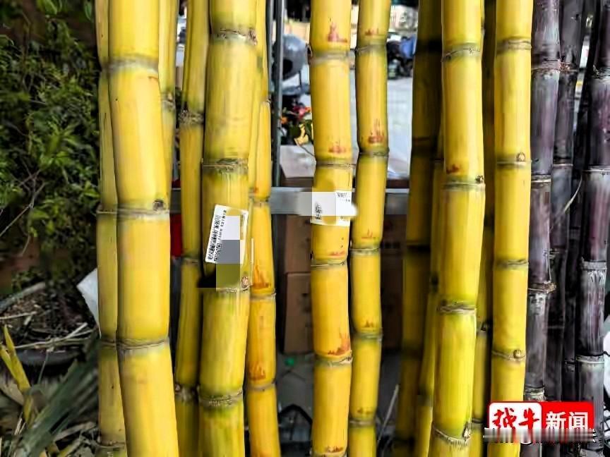 浙江绍兴，男子看中一黄金手撕甘蔗，忍不住流口水，直接拿了一根，结账一扫码87块多