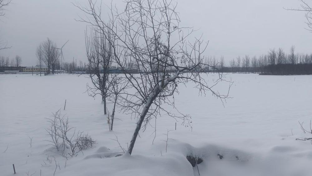 12点的雪地，容不下一个远嫁二十年的女人。一千公里的距离，在丈夫的一声“滚”