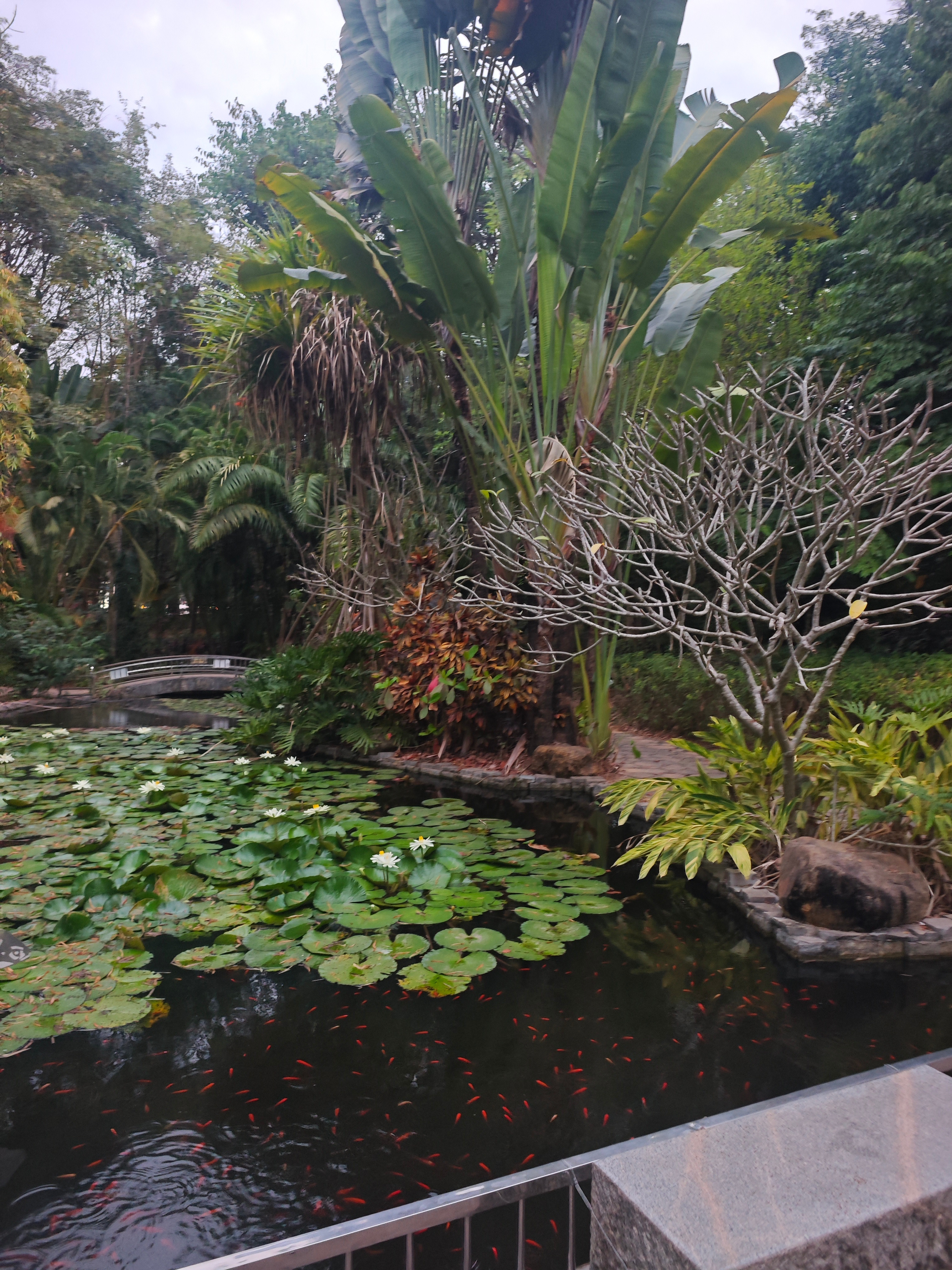 西双版纳，热带气候，有澜沧江经过从昆明到西双版纳，道路有许多弯，经过了玉溪和普洱