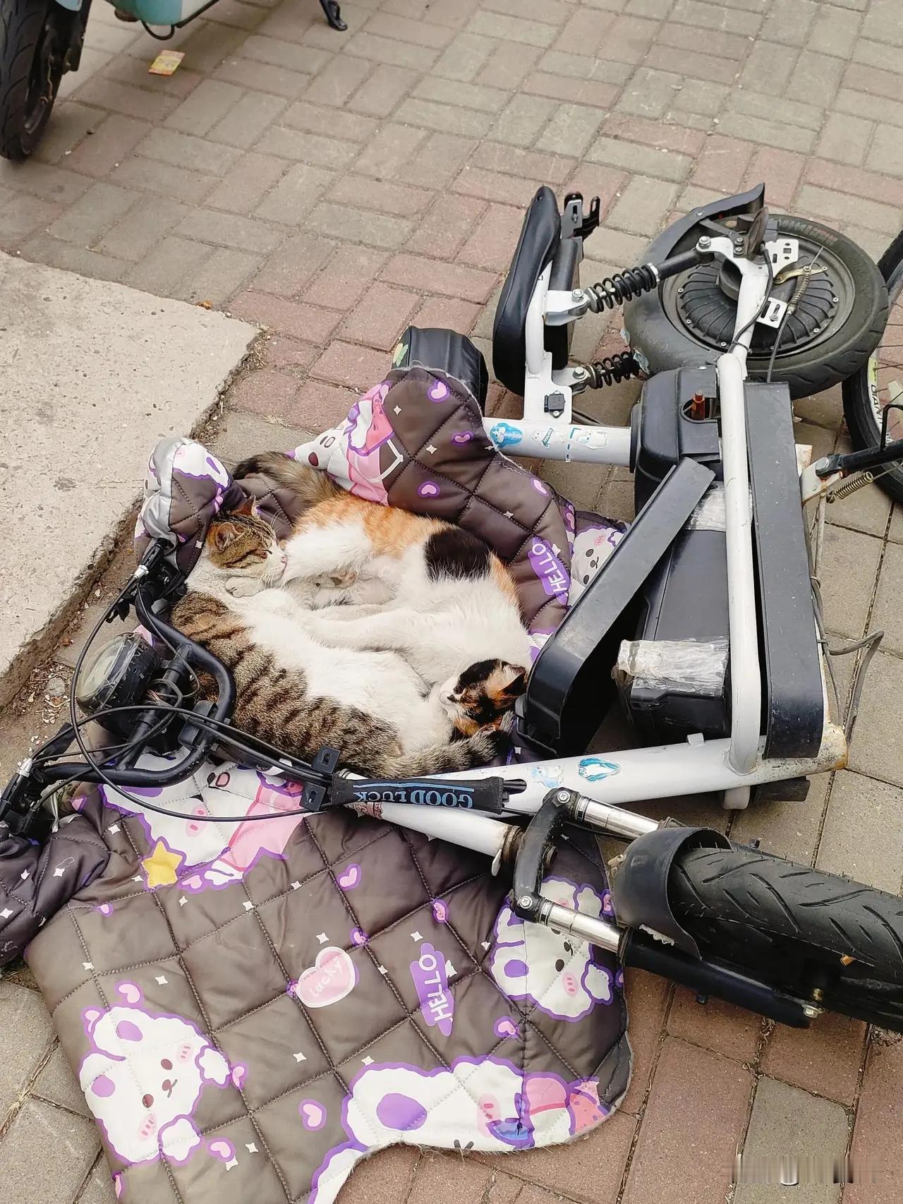 是不是它俩推倒了我的车车，我没证据扶还是不扶，这个是问题会不会破坏人家爱情重点是