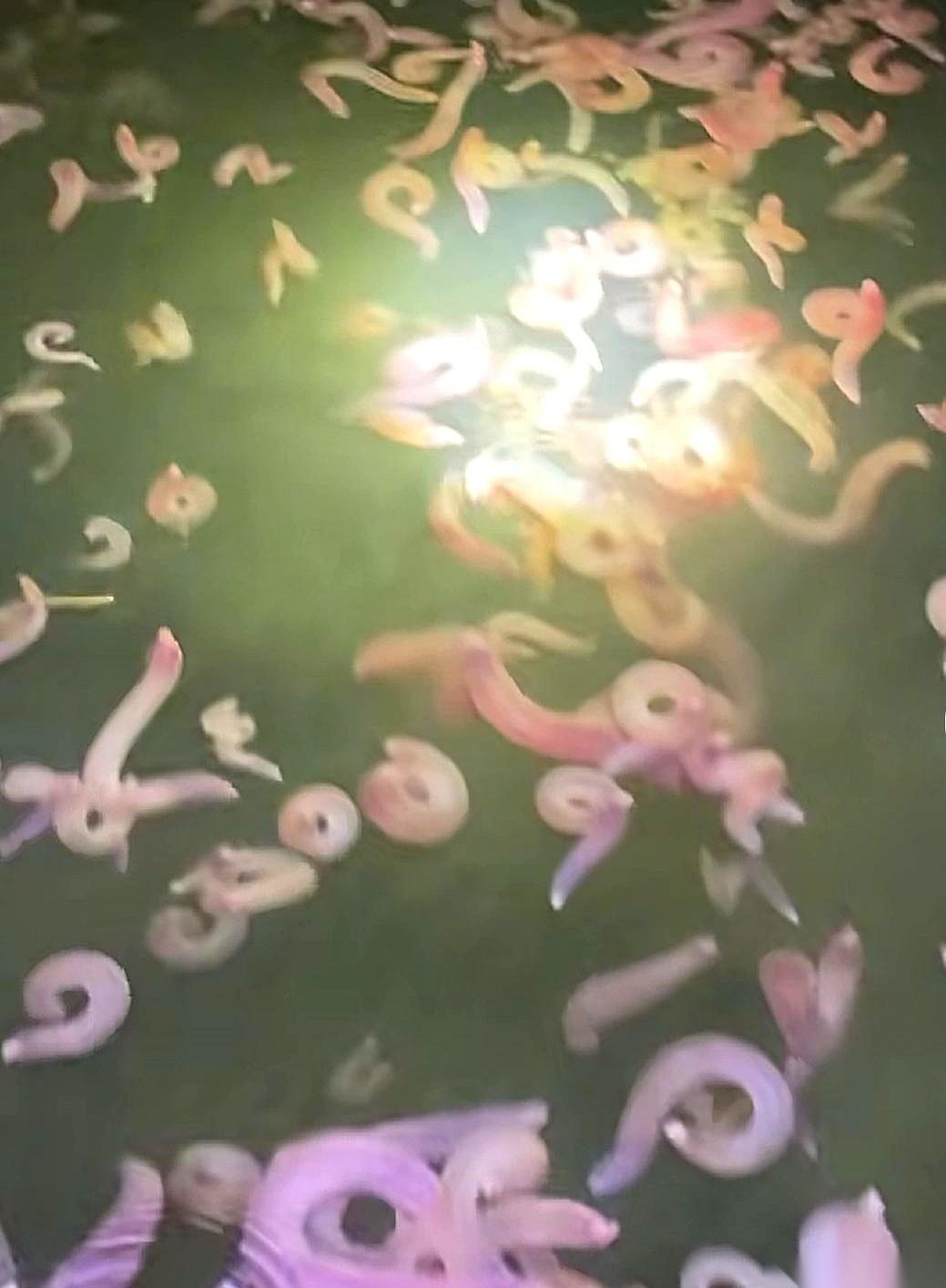 我疯了。我真疯了。谁能告诉我，这是秦皇岛，还是我掉进了哪个海鲜大神的火锅底料