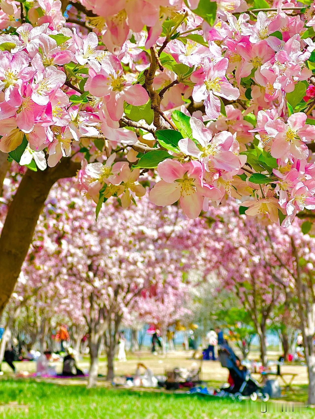 奥森春日踏春指南｜花海漫行，解锁京城春日松弛感三月的奥林匹克森林公园，是北京