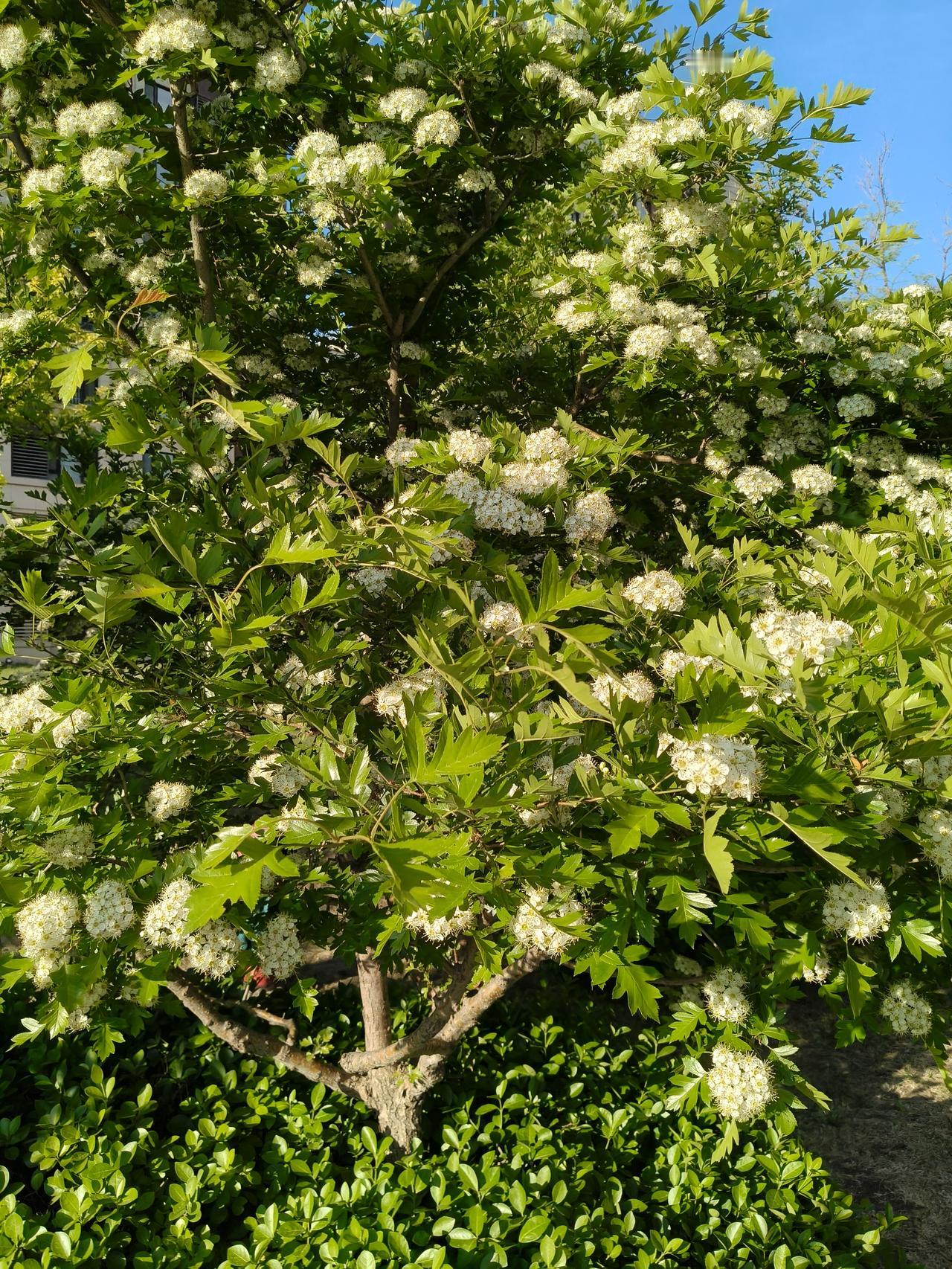 今天，天津的天气真的是太魔幻了，早上晴空万里，感觉不会下雨，等中午的时候忽然电闪
