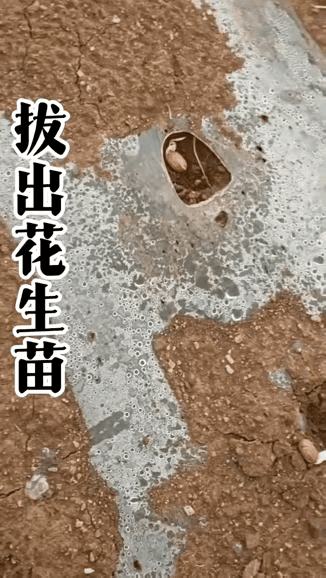 所有人从小到大深信不疑，喜鹊象征祥瑞，是公认的益鸟。可连着看完几段实拍视频之后，