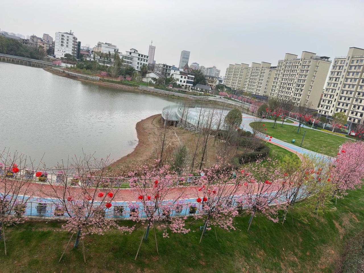 时隔两个月再来医院陪护母亲，从血透中心的窗口望出去，面朝金潭，一湖春水，樱花盛开