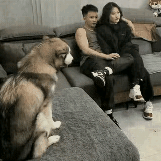 这狗子怕不是成精了吧！简直是年度最佳“电灯泡”兼“气氛组”😂小情侣窝在出