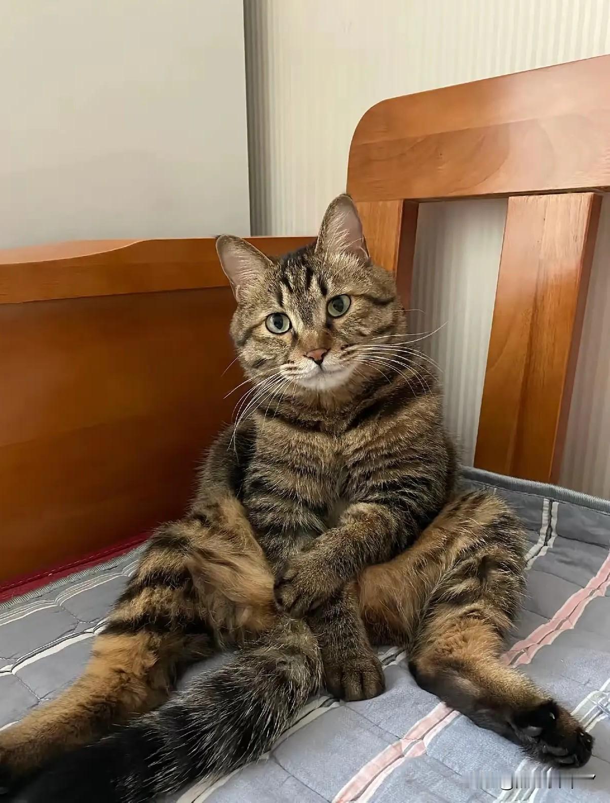 谁能想到，一只猫居然把“娘家人”的身份拿捏得死死的！一男子结婚后，彻底被娘