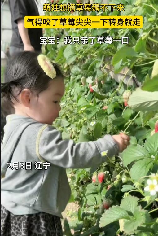 笑不活了！果然是新脑袋，好使！辽宁，一萌娃摘草莓薅了半天，都薅不下来，气得她
