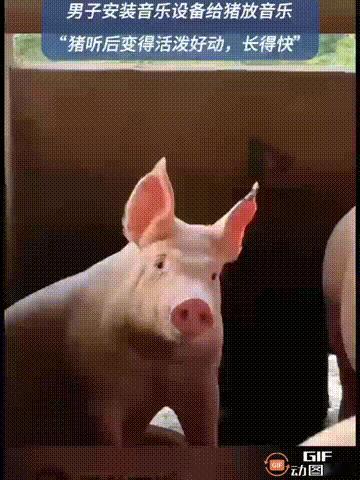 还是劳动人民智慧高啊！广西玉林一名男子开了一家养猪场，养了几十头猪。他平时的