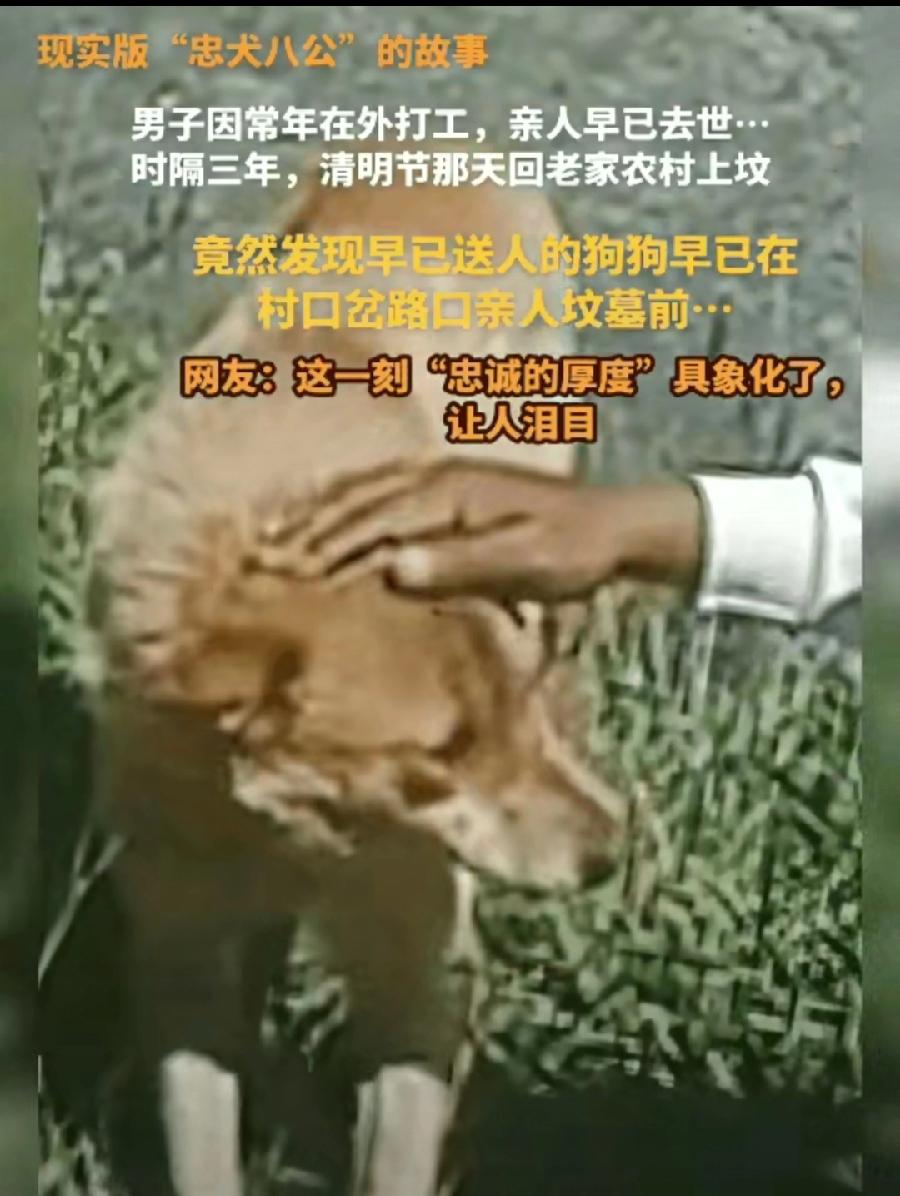 “泪目！”男子常年在外打工，家里亲人都去世了，老家也没有人住了，老家养的狗没人照