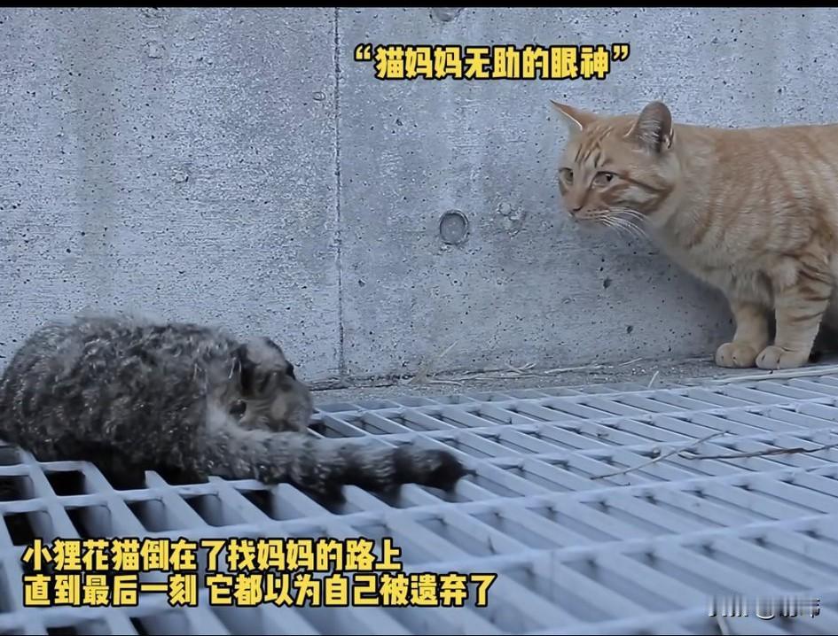 太可怜了！一位小哥哥经常投喂流浪猫，也会用手机记录下来它们的点点滴滴，这天他和往