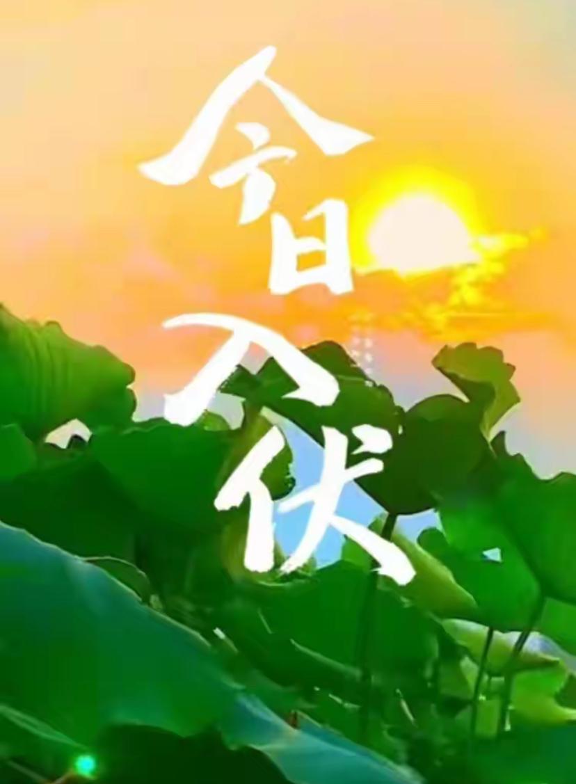 🌺2026./7月15日，伏天静守，暑热不扰，伏窗斟淡茶🌺盛夏初伏热浪