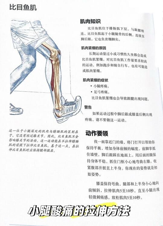 拯救小腿肌肉！比目鱼肌拉伸秘籍大公开