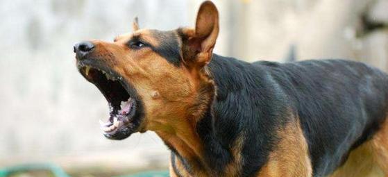 狗的哪个部位最脆弱，一个训狗20年的老师傅表示：当遇到恶犬扑向你时，千万不要用脚