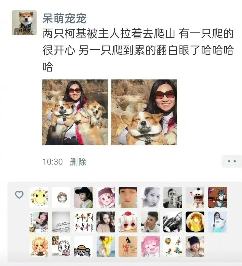 两个柯基爬山的不同反应