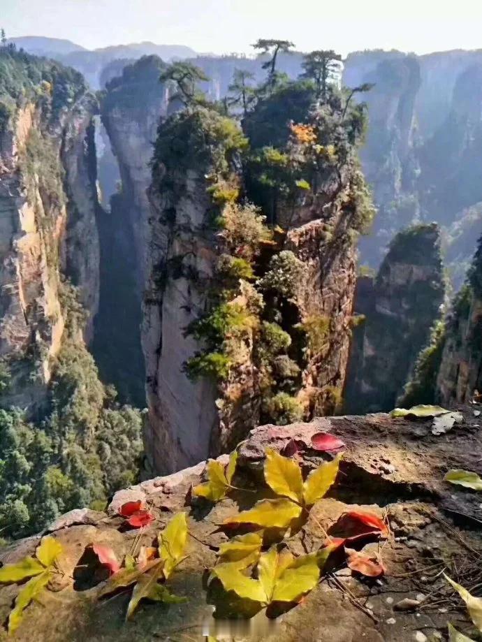 生活手记初秋的张家界，是一幅色彩斑斓的画卷。山峰依旧挺拔，翠绿的植被中悄悄染