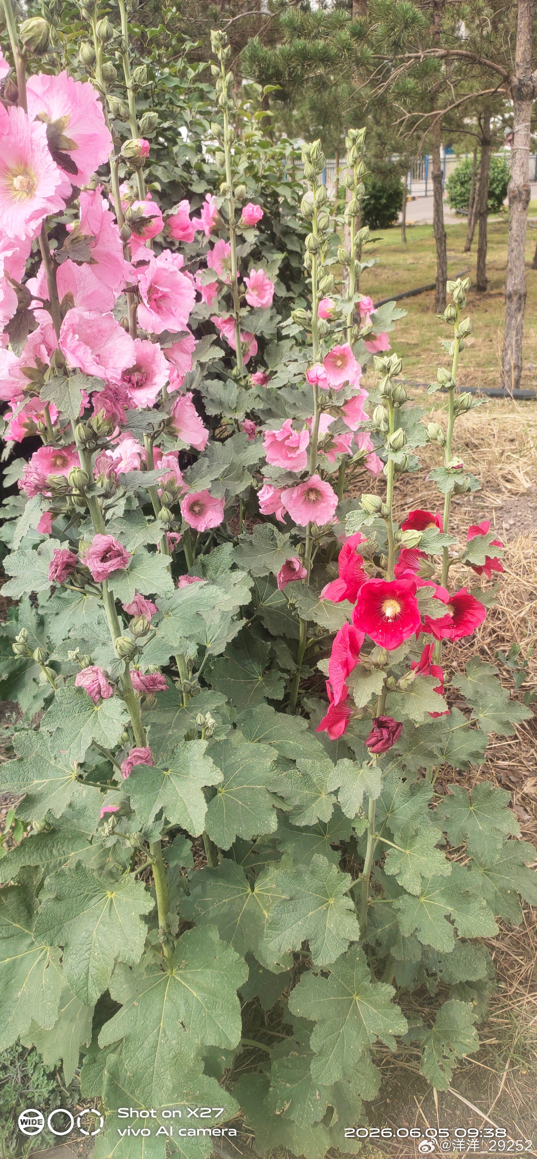 洋洋高锐“芬芳世界·吗”◎啥……？世外桃源吗怎么……这么美◎红墙绿瓦下有蝶……蹁