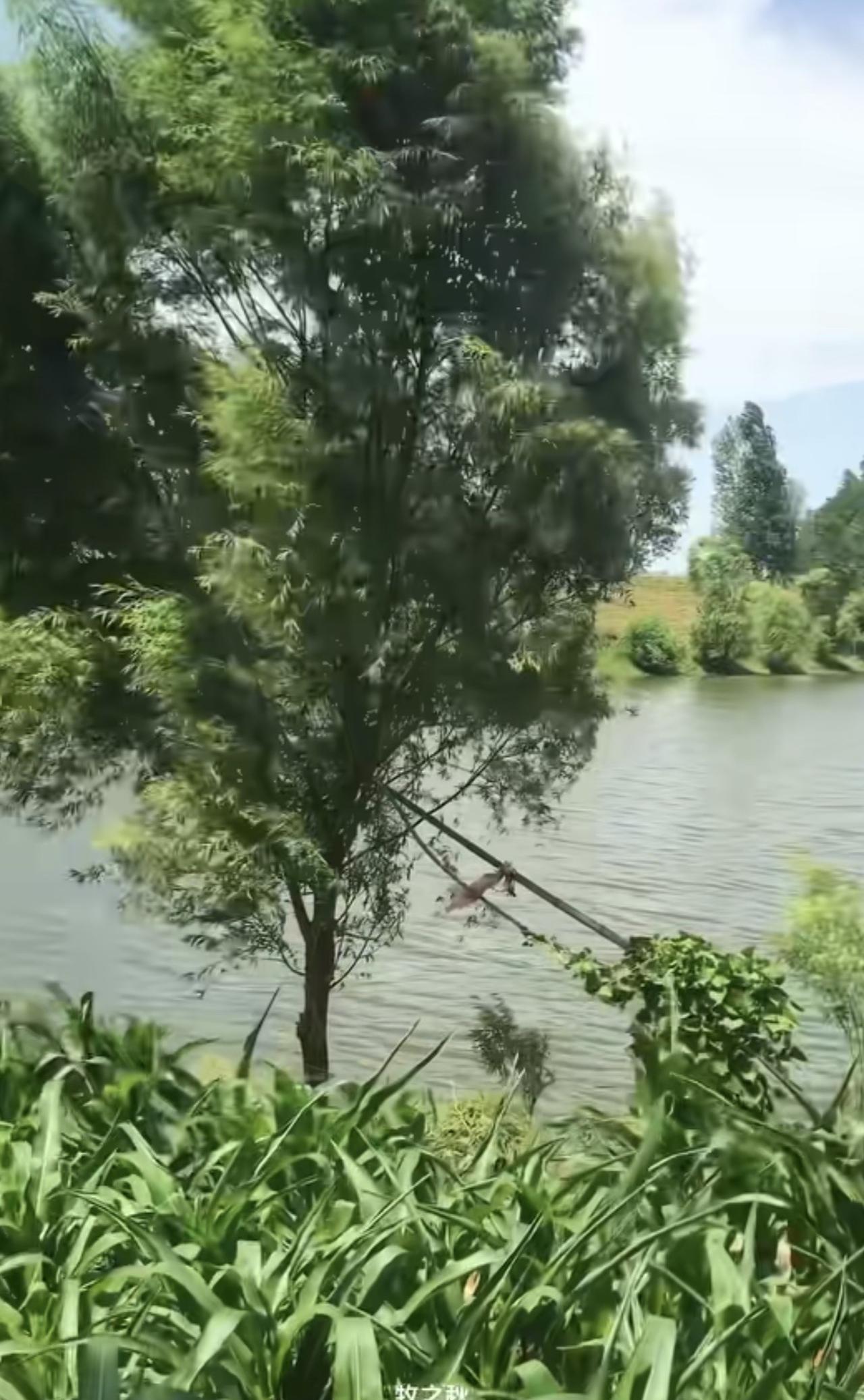 无论在身体上和精神上，我只向往简单淳朴的生活。除了节制欲望，精简生活，也要积极