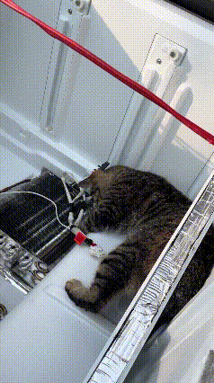 猫咪抢了修理师傅饭碗！冰箱坏了没人修好，它跳进去一顿扒拉网友家冰箱突然罢工