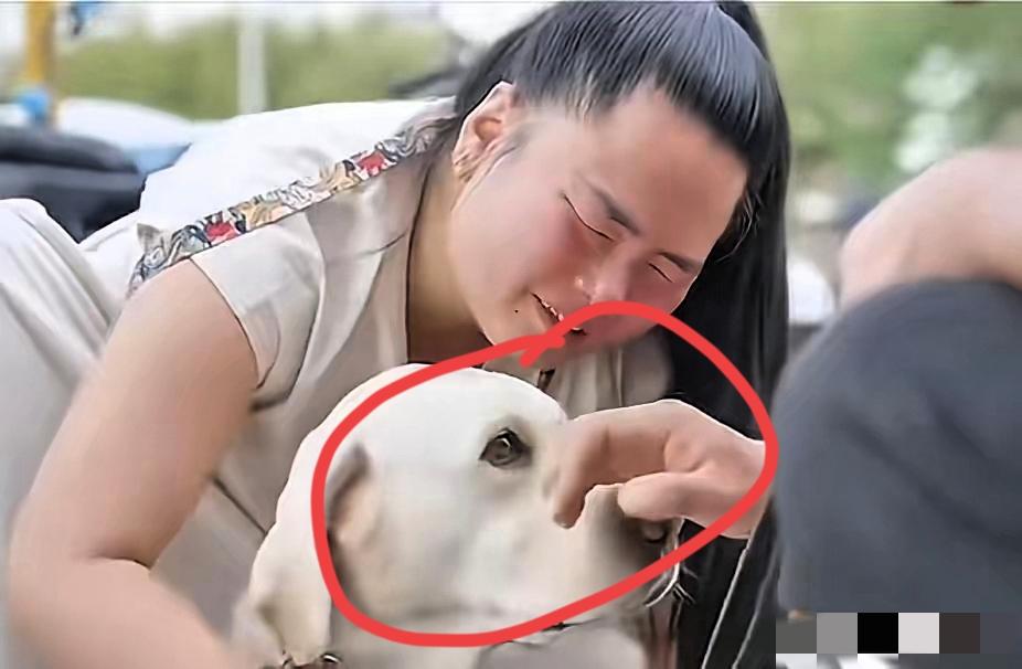 带主人爬泰山的导盲犬芬迪终于返回大连基地！尽管王女士表现得恋恋不舍，连声呼唤“早