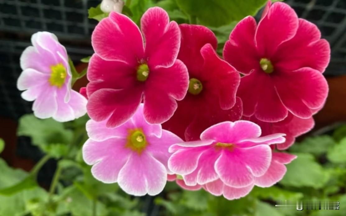 热爱自己的热爱，喜欢自己的欢。人生如花，花开时节，用心欣赏，赏花、拍花，乐在其中