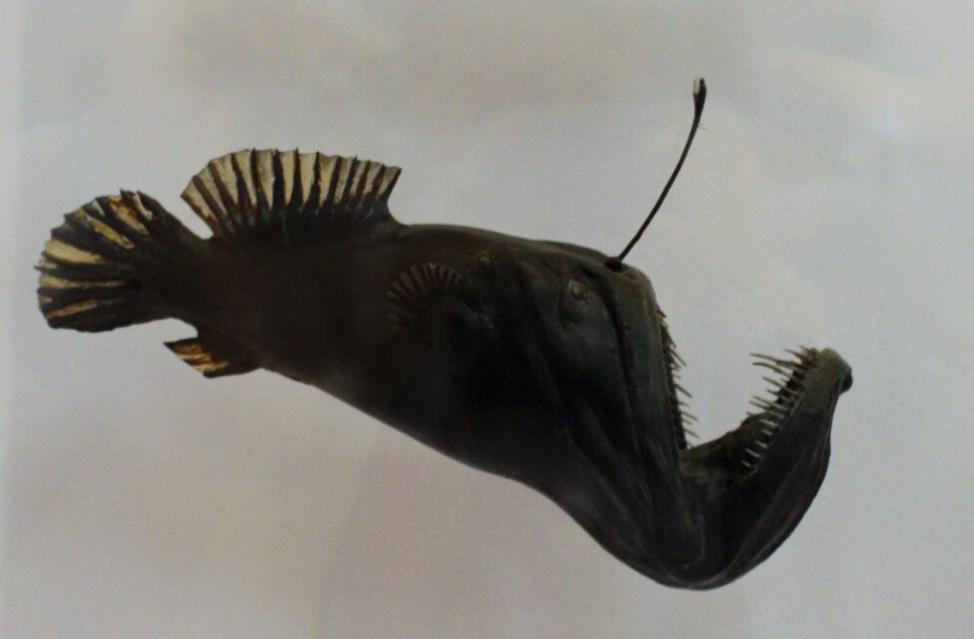 深海之下暗藏无数未知秘境，高压黑暗的环境之中，为何还能孕育出顽强存活的奇特深海生