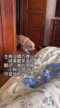 今天第一次刷到这个视频，一下子就喜欢上这只大金毛了。主人生病卧床没力气，它就叼来