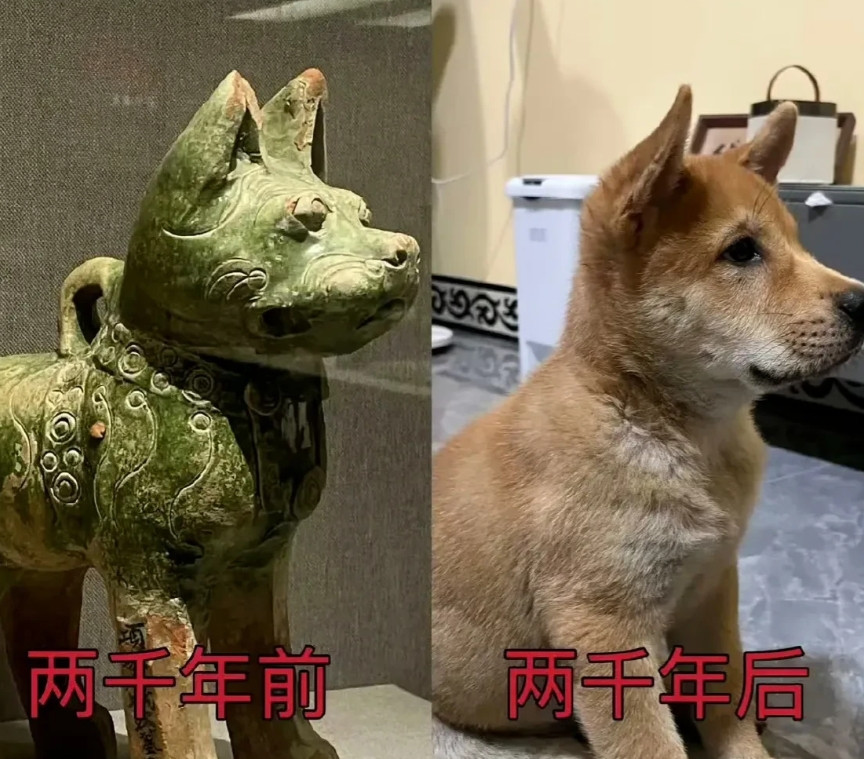 我国中华田园犬的两千年对照还是一样老实憨厚