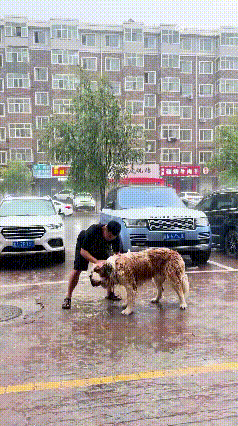 谁懂啊！这位大哥简直把生活智慧玩明白了，妥妥替大伙实现了不敢尝试的想法。养大型犬