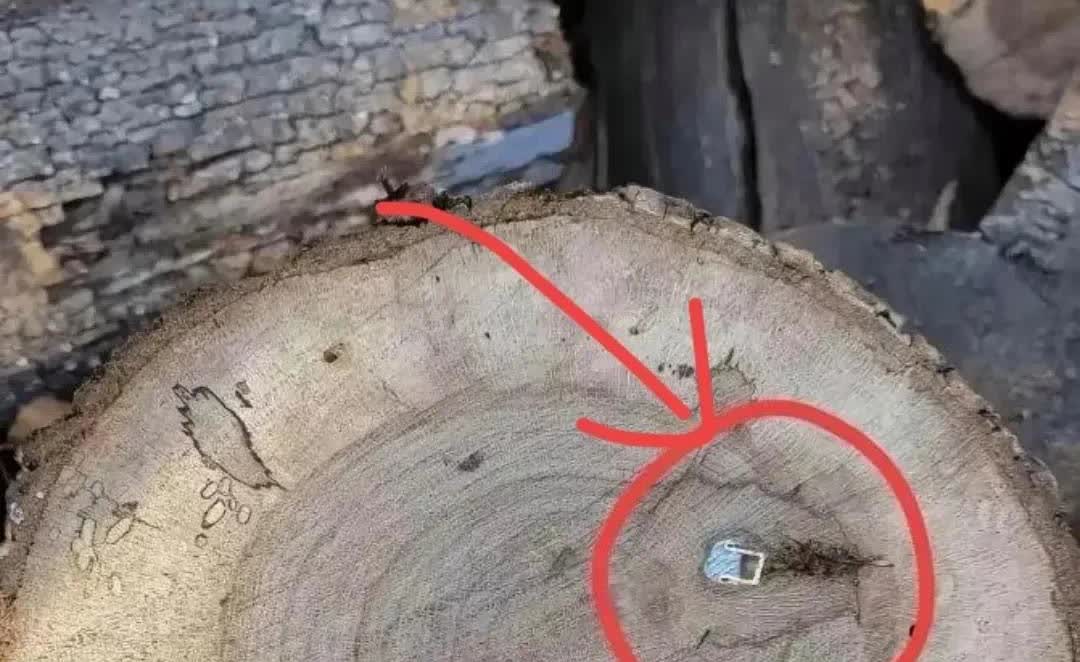 江苏，一名男子老家的院子里长了一棵树，他嫌这棵树碍事，挡阳光，于是，就把它锯了。