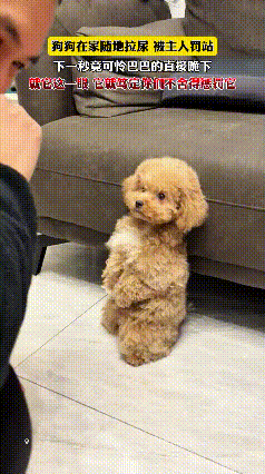 重庆这只小泰迪也太会了吧！犯错被男主人罚站，直接扑通跪下认错，