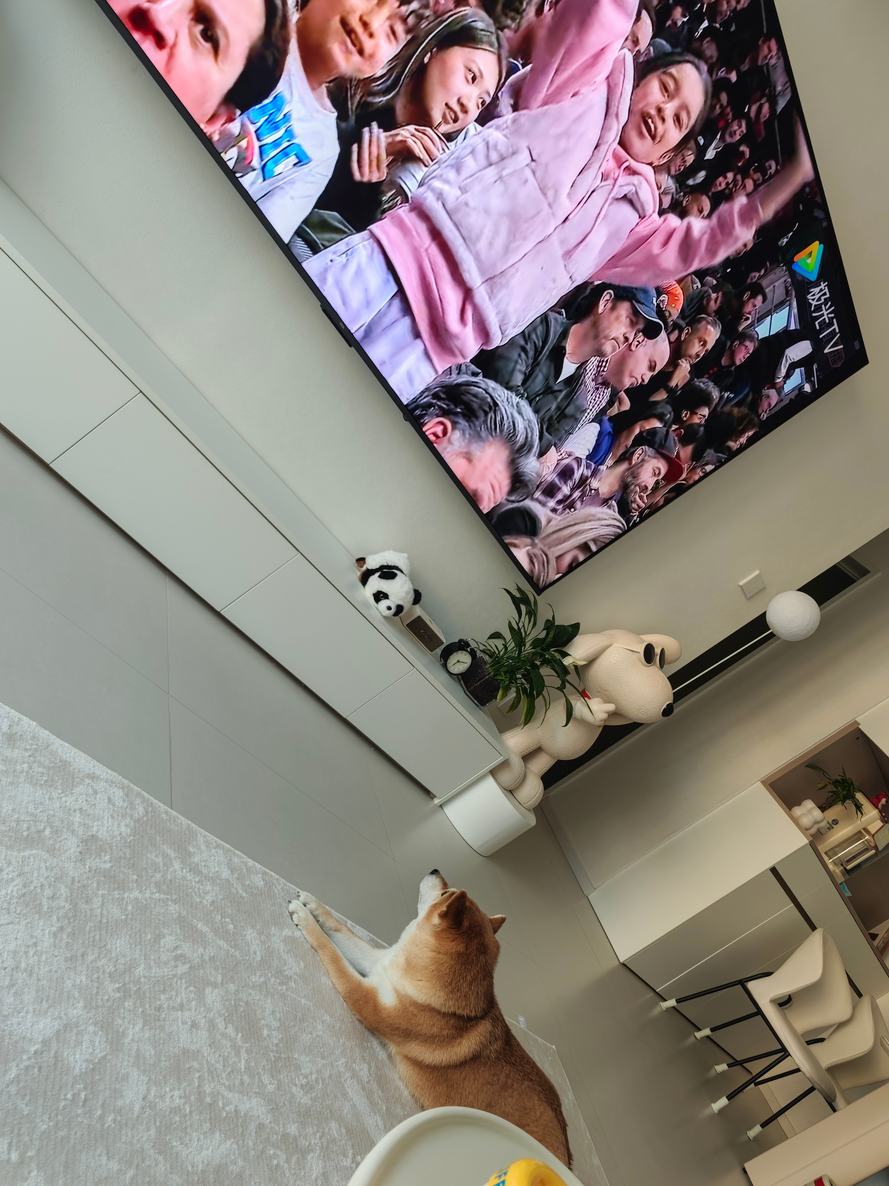 狗子一本正经的看比赛