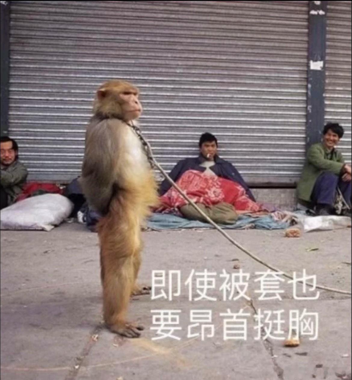 明天猴子被套的图准备好了