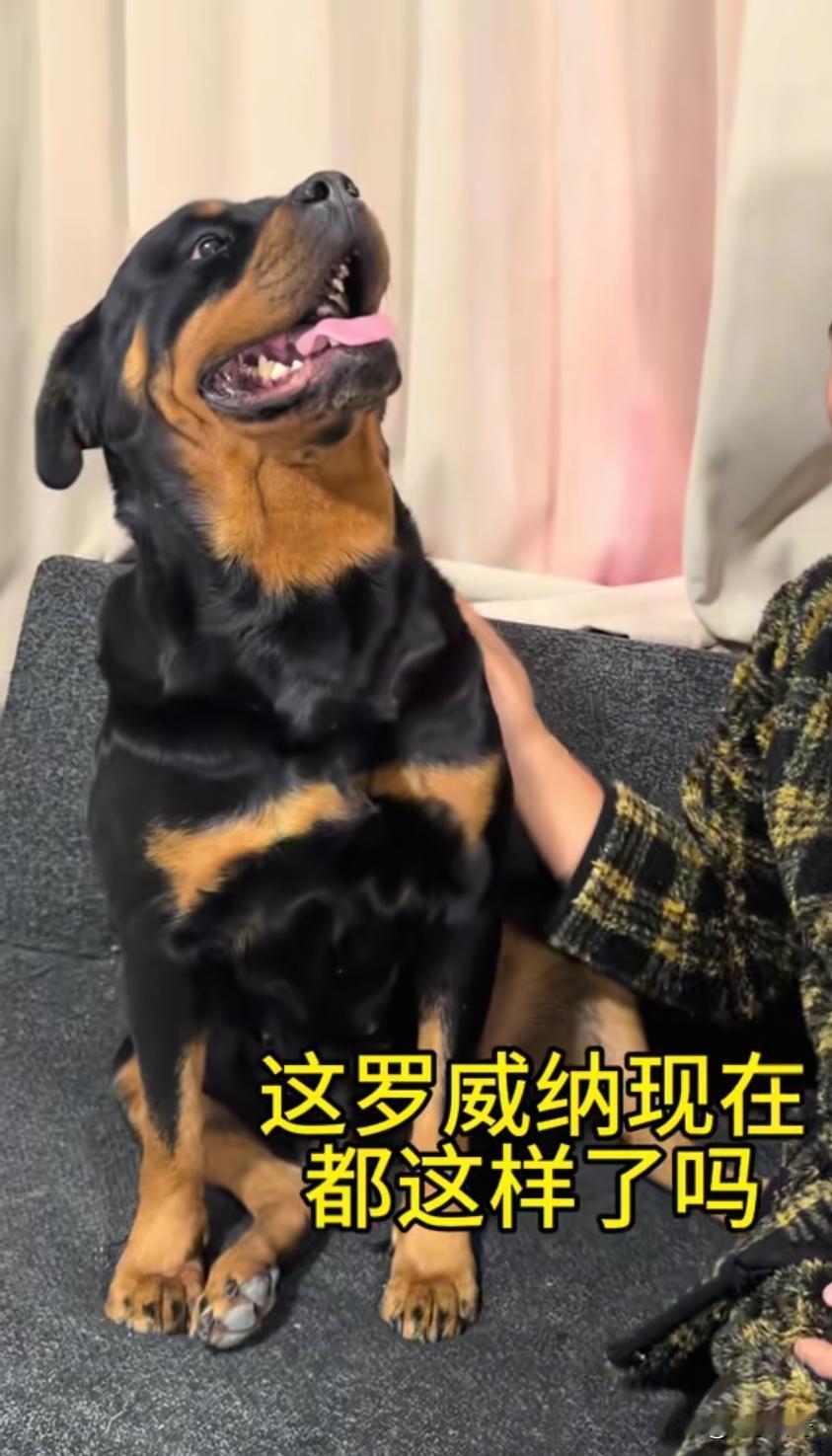 网上有一条罗威纳犬，名字叫拉登，非常聪明，它在视频中和主人之间的互动让人非常喜欢