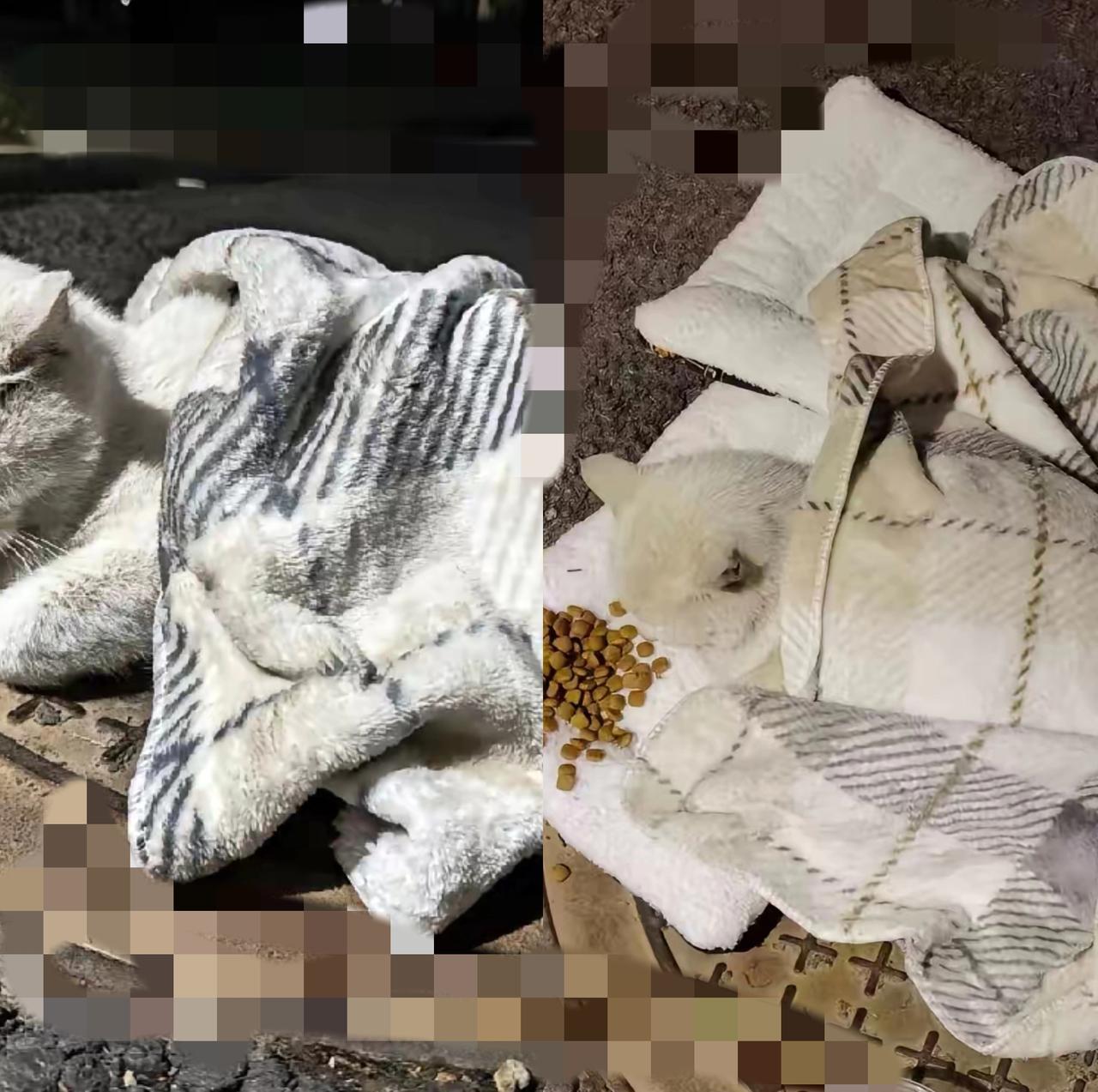 北京的雪一落，流浪猫的寒冬求生战就开始了！井盖上缩成毛球、挠开管道