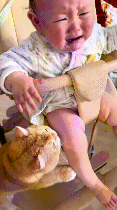 哎哟，你瞅瞅这只大橘猫，简直太暖心啦！小宝宝坐椅子上，看不见妈妈，张嘴哇哇哭个不