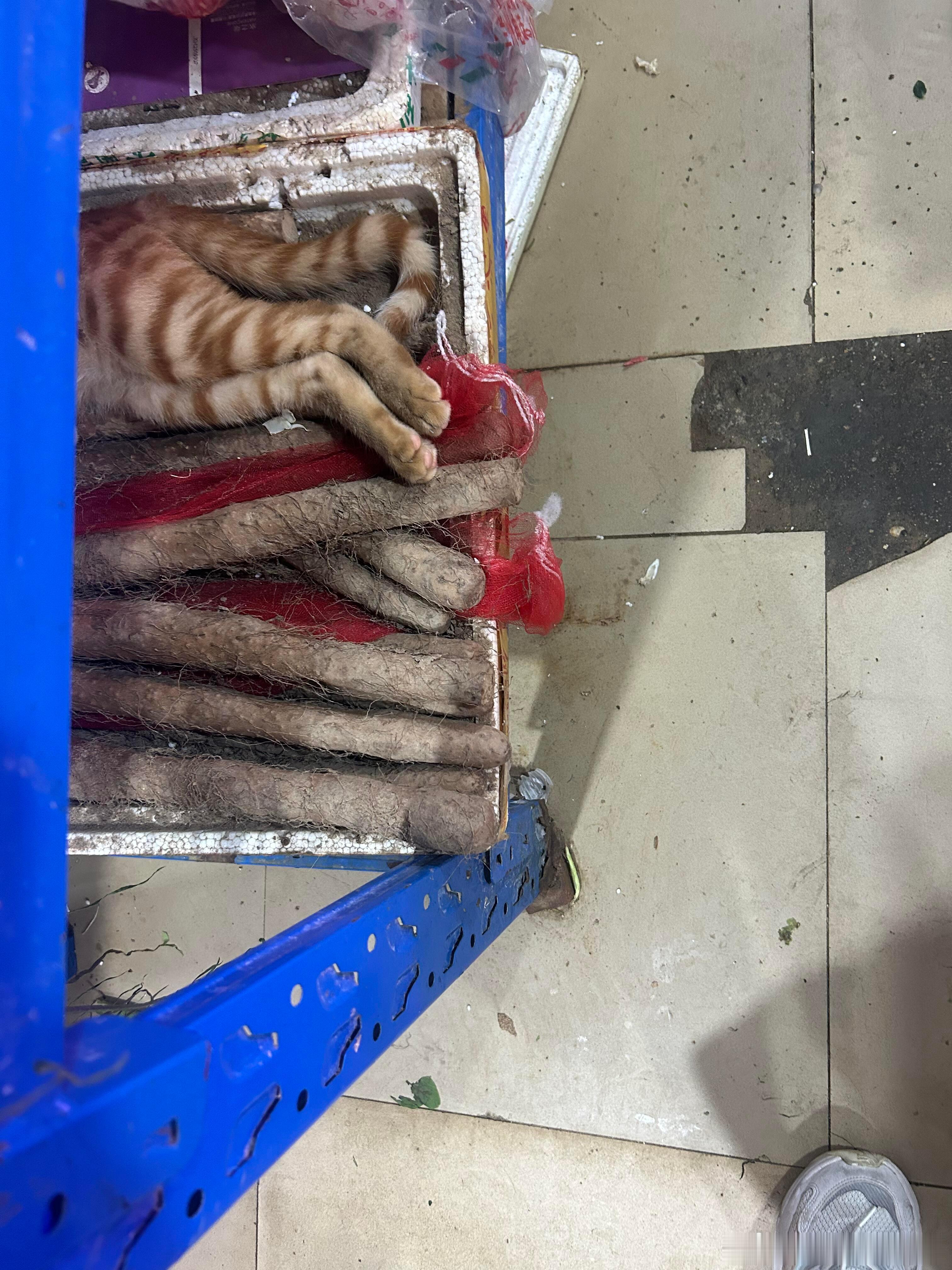 这是什么品种的山药