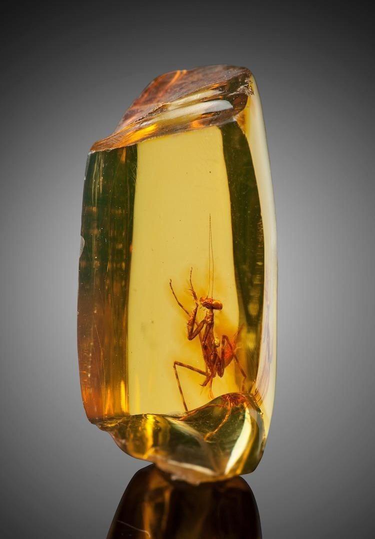 这是一块约1200万年前的琥珀，里面完整保存了一只螳螂，身体结构几乎没有变化，形